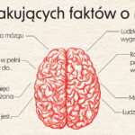 Mózg jest superprocesorem każdego człowieka. Zebraliśmy różne fakty o tym niewielkim, ale ważnym narządzie. Niektóre ciekawostki o mózgu mogą Cię zaskoczyć.