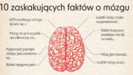 Mózg jest superprocesorem każdego człowieka. Zebraliśmy różne fakty o tym niewielkim, ale ważnym narządzie. Niektóre ciekawostki o mózgu mogą Cię zaskoczyć.