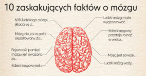 Mózg jest superprocesorem każdego człowieka. Zebraliśmy różne fakty o tym niewielkim, ale ważnym narządzie. Niektóre ciekawostki o mózgu mogą Cię zaskoczyć.