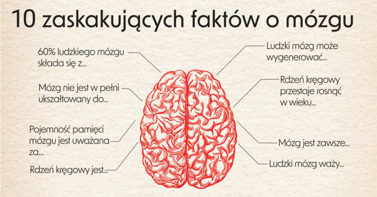 Mózg jest superprocesorem każdego człowieka. Zebraliśmy różne fakty o tym niewielkim, ale ważnym narządzie. Niektóre ciekawostki o mózgu mogą Cię zaskoczyć.