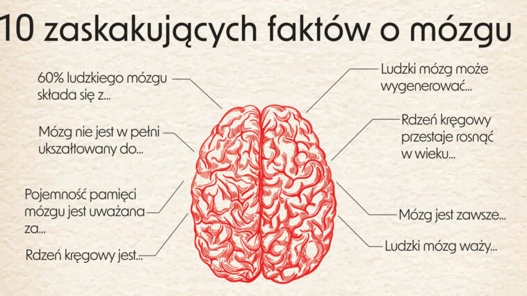 Mózg jest superprocesorem każdego człowieka. Zebraliśmy różne fakty o tym niewielkim, ale ważnym narządzie. Niektóre ciekawostki o mózgu mogą Cię zaskoczyć.