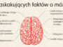 Mózg jest superprocesorem każdego człowieka. Zebraliśmy różne fakty o tym niewielkim, ale ważnym narządzie. Niektóre ciekawostki o mózgu mogą Cię zaskoczyć.