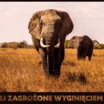 Zwierzęta zagrożone wyginięciem to takie, ktorych liczba na wolności gwałtownie spada. Co robimy, aby ratować zagrożone gatunki zwierząt?