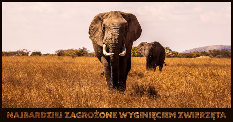 Zwierzęta zagrożone wyginięciem to takie, ktorych liczba na wolności gwałtownie spada. Co robimy, aby ratować zagrożone gatunki zwierząt?