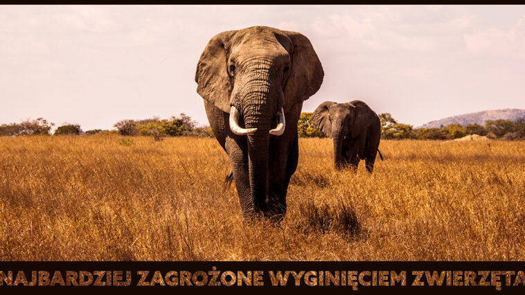 Zwierzęta zagrożone wyginięciem to takie, ktorych liczba na wolności gwałtownie spada. Co robimy, aby ratować zagrożone gatunki zwierząt?