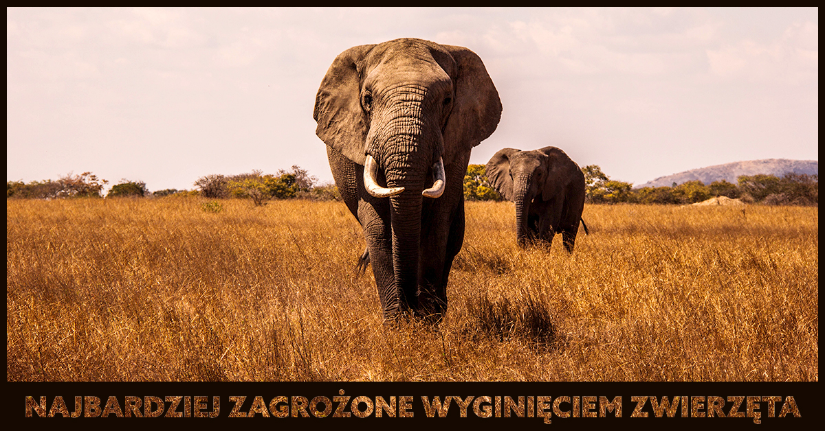 Zwierzęta zagrożone wyginięciem to takie, ktorych liczba na wolności gwałtownie spada. Co robimy, aby ratować zagrożone gatunki zwierząt?