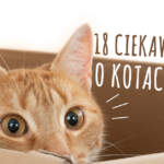 Koty są niezwykłymi zwierzętami, które, jak się okazuje, kryją wiele tajemnic. Poznajcie 18 najbardziej niesamowitych ciekawostek o kotach!