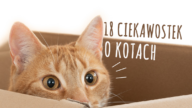 Koty są niezwykłymi zwierzętami, które, jak się okazuje, kryją wiele tajemnic. Poznajcie 18 najbardziej niesamowitych ciekawostek o kotach!