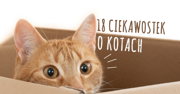 Koty są niezwykłymi zwierzętami, które, jak się okazuje, kryją wiele tajemnic. Poznajcie 18 najbardziej niesamowitych ciekawostek o kotach!