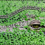 Najbardziej niebezpieczne zwierzęta świata