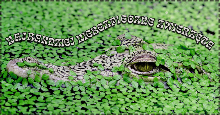 Najbardziej niebezpieczne zwierzęta świata