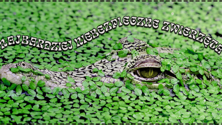 Najbardziej niebezpieczne zwierzęta świata