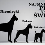 Czy zastanawiałeś się kiedyś które rasy psów są najmniejsze na świecie, albo skąd pochodzą? Najmniejszy pies świata! Sprawdź naszą listę, jest ciekawa!