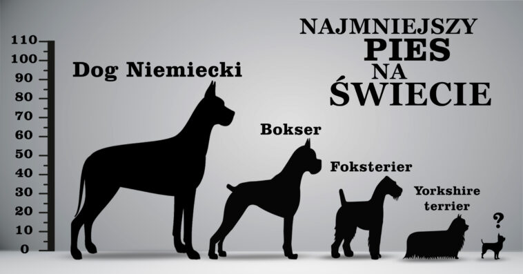 Czy zastanawiałeś się kiedyś które rasy psów są najmniejsze na świecie, albo skąd pochodzą? Najmniejszy pies świata! Sprawdź naszą listę, jest ciekawa!