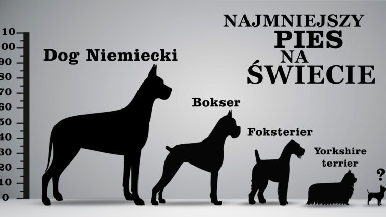 Czy zastanawiałeś się kiedyś które rasy psów są najmniejsze na świecie, albo skąd pochodzą? Najmniejszy pies świata! Sprawdź naszą listę, jest ciekawa!