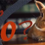 najpopularniejsze rasy królików